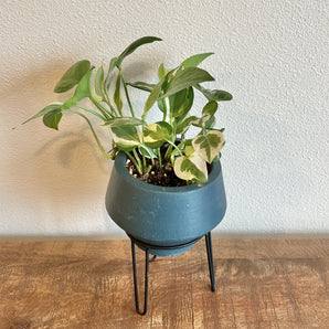 Potted Pothos - Blue with Stand