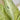Dieffenbachia - Camouflage