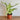 Dieffenbachia - Camouflage