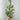 Mistletoe Tree