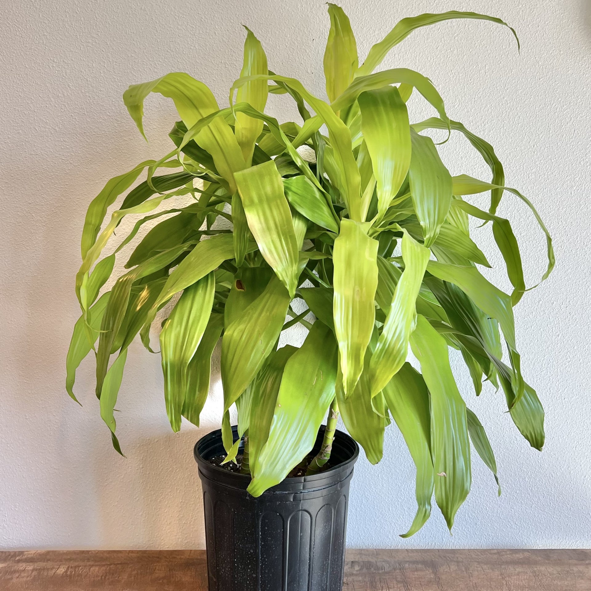 Dracaena