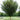 Elm - Princeton American