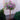 Lilac Tree - Bloomerang