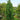 Spruce - Weeping Norway