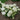 Hydrangea - Invincibelle Wee White