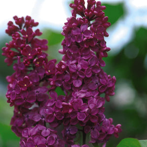Lilac - Andenken an Ludwig Spaeth
