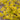 Ninebark - Dart's Gold