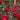 Rose - Miracle On The Hudson