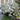 Spirea - Japanese White