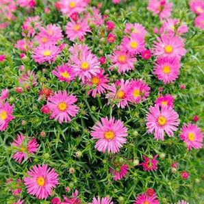 Aster - Wood's Pink