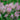 Astilbe - Delft Lace