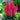 Astilbe - Montgomery Dark Red