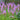 Astilbe - Purple Candles