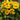 Blanket Flower - Arizona Apricot