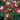 Columbine - Origami Red & White