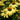 Coneflower - Cleopatra