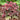 Coral Bells - Crimson Curls