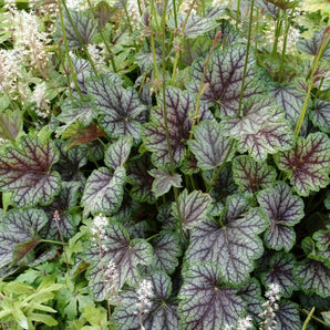 Coral Bells - Green Spice