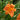 Daylily - Rocket City