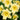 Daylily - Stella Supreme