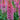 Foxglove - Candy Mountain