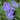 Geranium - Brookside