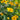 Heliopsis - Summer Sun