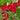 Hollyhock - Mars Magic
