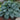 Hosta - Blueberry Muffin