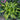 Hosta - Rainbow's End