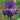 Bearded Iris - Batik