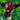 Iris - Raptor Red