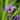 Iris - Blue Flag