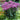 Joe-Pye Weed - Baby Joe