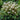 Joe-Pye Weed - Chocolate