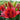 Asiatic Lily - Tiny Rocket