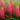 Lupine - Popsicle Red