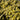 Mum - Mammoth Yellow Quill