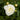 Peony - Duchess de Nemours
