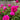 Peony - Karl Rosenfield