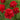 Peony - Fernleaf