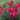 Dianthus - Cranberry Cocktail