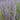 Russian Sage - Little Spire