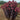 Sedum - Night Embers