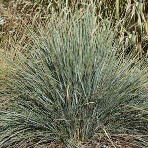 Blue Oat Grass - Sapphire