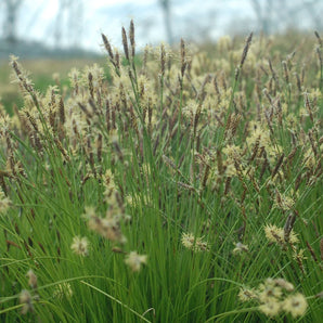 Sedge Grass - Pennsylvania