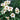 Daylily - Pandora's Box