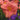 Daylily - South Seas