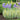 Sweet Iris - Variegated