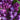 Lilac - Virtual Violet